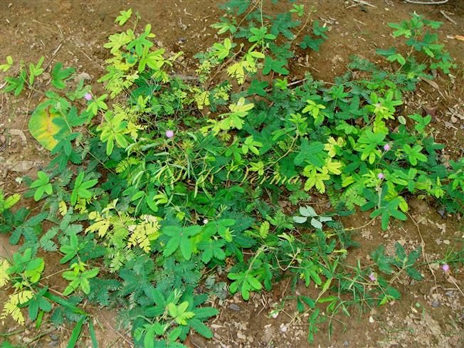  Plant